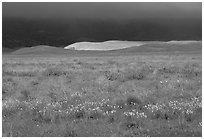 Meadow with closed poppies under a stormy sky. Antelope Valley, California, USA ( black and white)