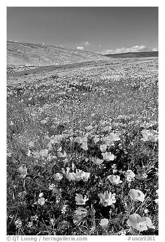 Hillside covered with California Poppies and Desert Marygold. Antelope Valley, California, USA