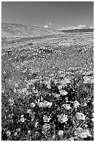 Hillside covered with California Poppies and Desert Marygold. Antelope Valley, California, USA ( black and white)