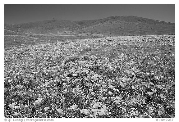 Hillside covered with California Poppies and Desert Marygold. Antelope Valley, California, USA (black and white)