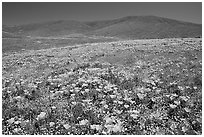 Hillside covered with California Poppies and Desert Marygold. Antelope Valley, California, USA (black and white)