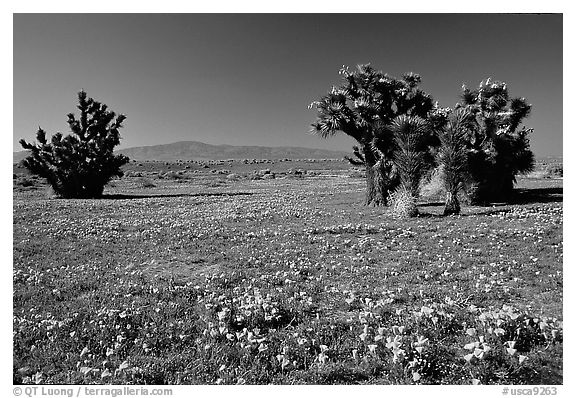 Joshua trees and California Poppies. Antelope Valley, California, USA (black and white)