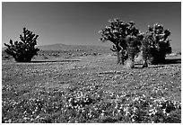 Joshua trees and California Poppies. Antelope Valley, California, USA ( black and white)