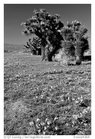 Joshua trees and California Poppies. Antelope Valley, California, USA (black and white)