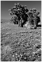 Joshua trees and California Poppies. Antelope Valley, California, USA (black and white)