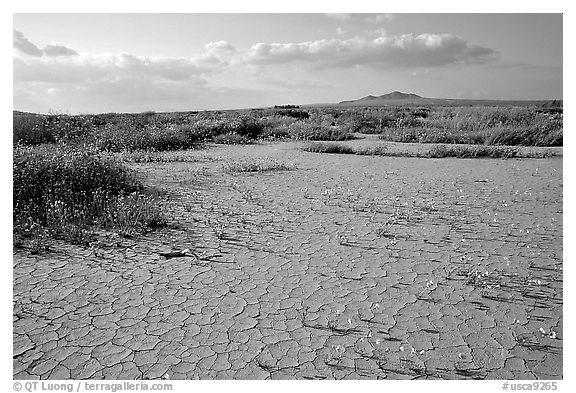 Wildflowers growing out of cracked mud flats. Antelope Valley, California, USA (black and white)