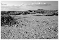 Wildflowers growing out of cracked mud flats. Antelope Valley, California, USA ( black and white)