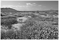 Wildflowers growing out of mud flats. Antelope Valley, California, USA (black and white)