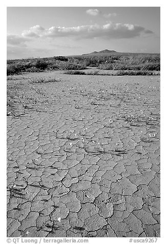 Wildflowers growing out of cracked mud flats. Antelope Valley, California, USA