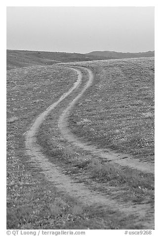 Curvy tire tracks in a wildflower meadow. Antelope Valley, California, USA (black and white)