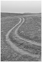 Curvy tire tracks in a wildflower meadow. Antelope Valley, California, USA (black and white)