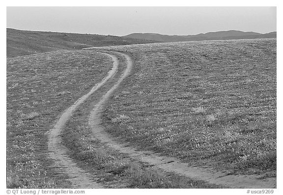 Curvy tire tracks in a wildflower meadow. Antelope Valley, California, USA (black and white)