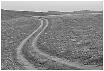 Curvy tire tracks in a wildflower meadow. Antelope Valley, California, USA ( black and white)