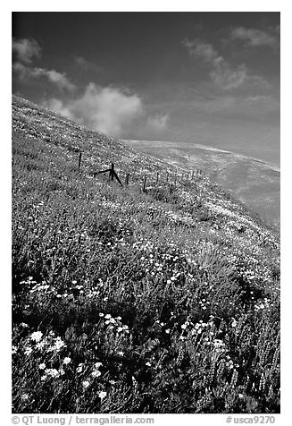 Carpet of coreopsis and lupine, Gorman Hills. California, USA (black and white)