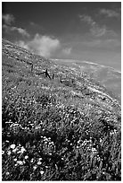 Carpet of coreopsis and lupine, Gorman Hills. California, USA (black and white)