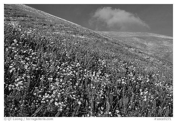 Carpet of yellow and purple flowers, Gorman Hills. California, USA (black and white)