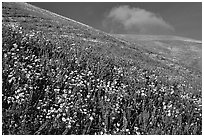 Carpet of yellow and purple flowers, Gorman Hills. California, USA ( black and white)