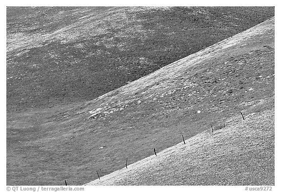 Yellow flowers delineating ridges, Gorman Hills. California, USA