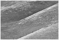 Yellow flowers delineating ridges, Gorman Hills. California, USA (black and white)