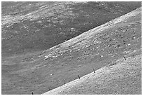 Yellow flowers delineating ridges, Gorman Hills. California, USA (black and white)