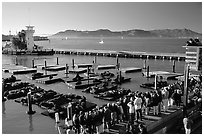 Tourists watch Sea Lions at Pier 39, late afternoon. San Francisco, California, USA (black and white)