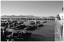 Tourists watch Sea Lions at Pier 39, late afternoon. San Francisco, California, USA (black and white)