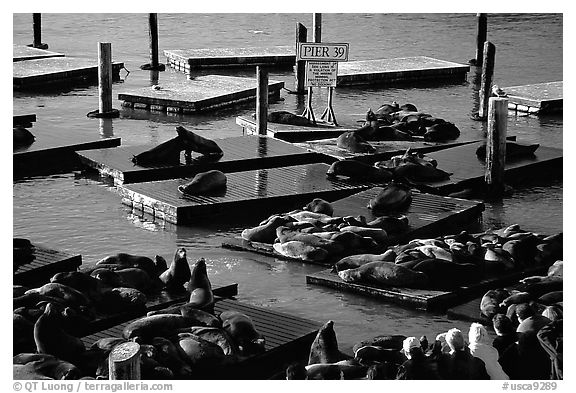 California Sea Lions at Pier 39, late afternoon. San Francisco, California, USA