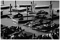 California Sea Lions at Pier 39, late afternoon. San Francisco, California, USA (black and white)