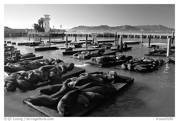 California Sea Lions at Pier 39, late afternoon. San Francisco, California, USA (black and white)