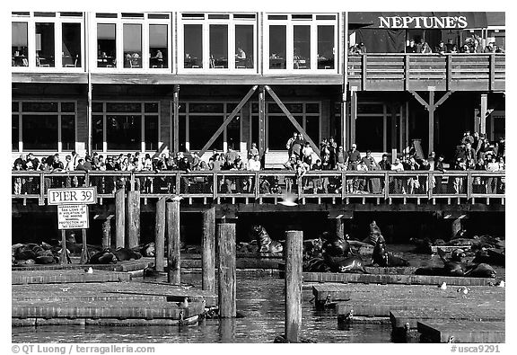 Tourists watching Sea Lions at Pier 39, afternoon. San Francisco, California, USA