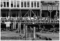 Tourists watching Sea Lions at Pier 39, afternoon. San Francisco, California, USA (black and white)