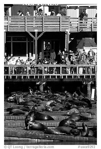 Tourists watching Sea Lions at Pier 39, afternoon. San Francisco, California, USA