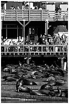 Tourists watching Sea Lions at Pier 39, afternoon. San Francisco, California, USA ( black and white)