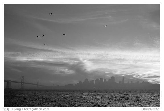 City skyline with sunset clouds and flying seabirds seen from Treasure Island. San Francisco, California, USA (black and white)