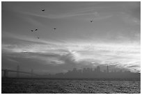 City skyline with sunset clouds and flying seabirds seen from Treasure Island. San Francisco, California, USA ( black and white)