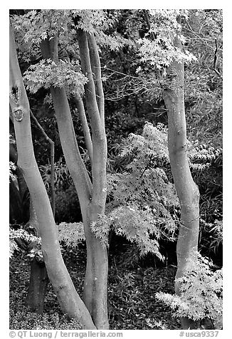 Trees in fall colors, Japanese Garden, Golden Gate Park. San Francisco, California, USA (black and white)