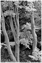 Trees in fall colors, Japanese Garden, Golden Gate Park. San Francisco, California, USA ( black and white)