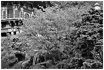 Red maple and pagoda detail, Japanese Garden, Golden Gate Park. San Francisco, California, USA (black and white)