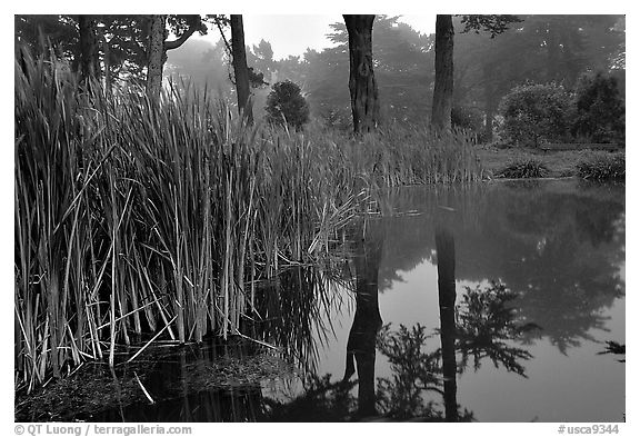 Pond reflections in fog, Golden Gate Park. San Francisco, California, USA