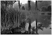 Pond reflections in fog, Golden Gate Park. San Francisco, California, USA ( black and white)