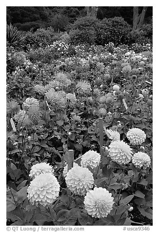 Multicolored dalhia flowers, Golden Gate Park. San Francisco, California, USA (black and white)