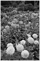 Multicolored dalhia flowers, Golden Gate Park. San Francisco, California, USA ( black and white)