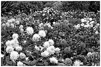 Multicolored dalhia flowers, Golden Gate Park. San Francisco, California, USA ( black and white)