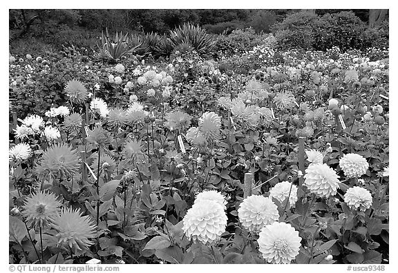 Multicolored dalhia flowers, Golden Gate Park. San Francisco, California, USA (black and white)