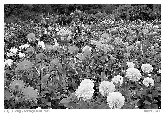 Multicolored dalhia flowers, Golden Gate Park. San Francisco, California, USA (black and white)