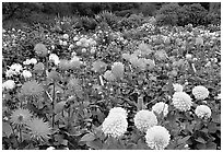 Multicolored dalhia flowers, Golden Gate Park. San Francisco, California, USA (black and white)