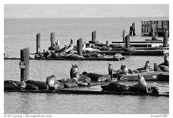 Sea Lions, Fisherman's Wharf. San Francisco, California, USA (black and white)