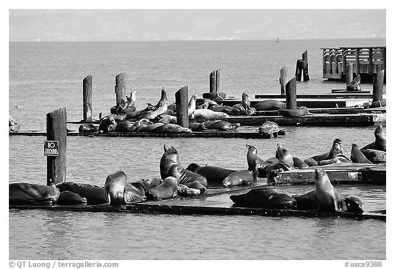 Sea Lions, Fisherman's Wharf. San Francisco, California, USA