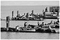 Sea Lions, Fisherman's Wharf. San Francisco, California, USA ( black and white)