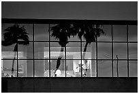 Palm Trees reflected in large bay windows at sunset. San Francisco, California, USA (black and white)